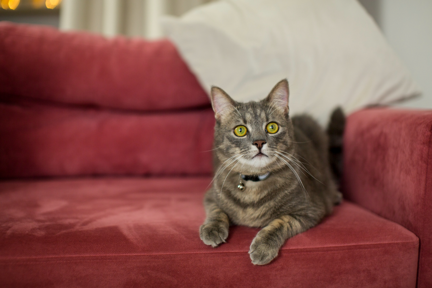 Understanding the Behavior: Why Does Your Cat Scratch?