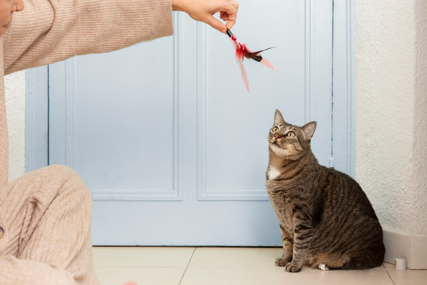 How To Stop Cat From Scratching Couch