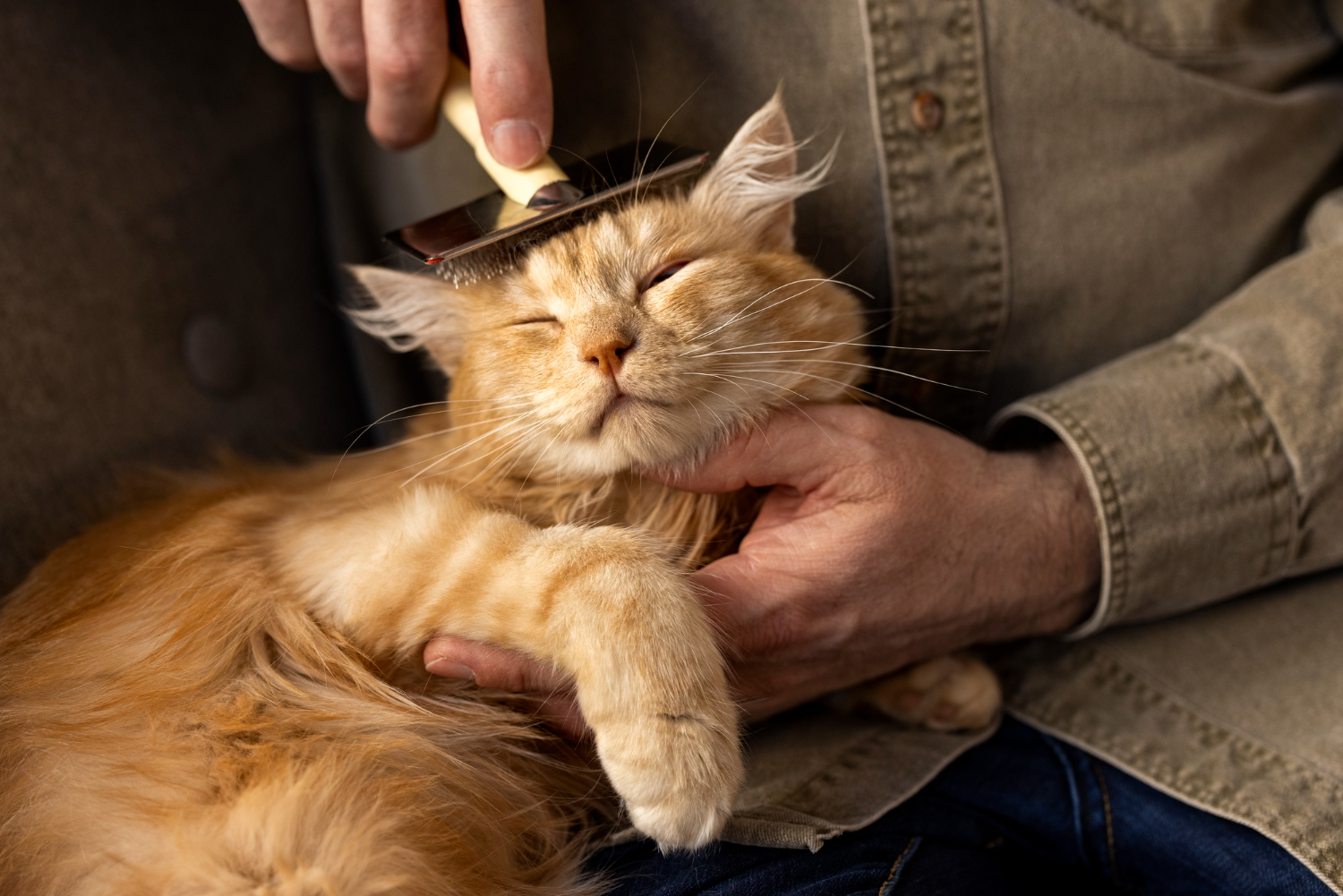 What Grooming Practices Can Improve My Cat's Fur