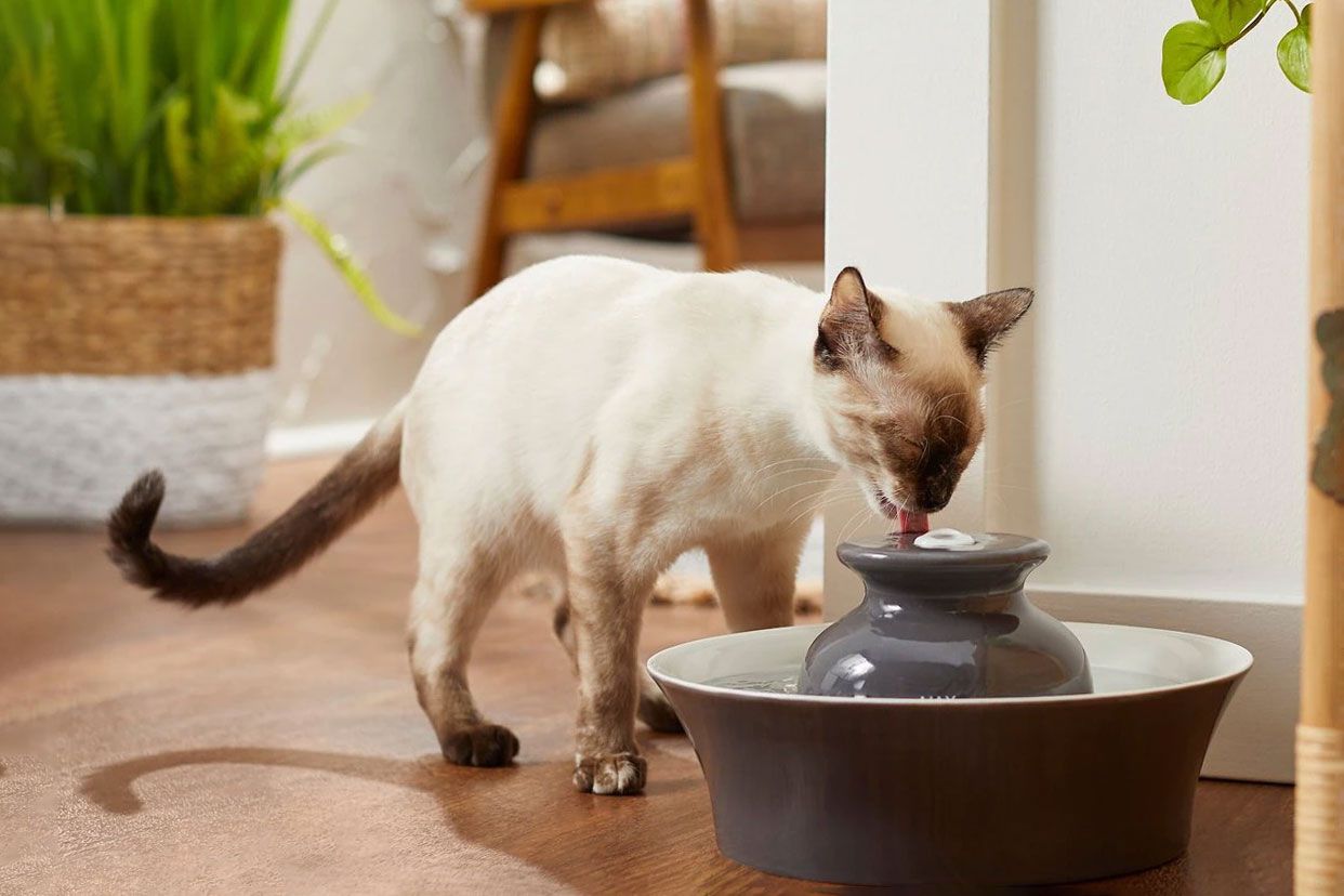 Which Water Bowl Designs Work Best