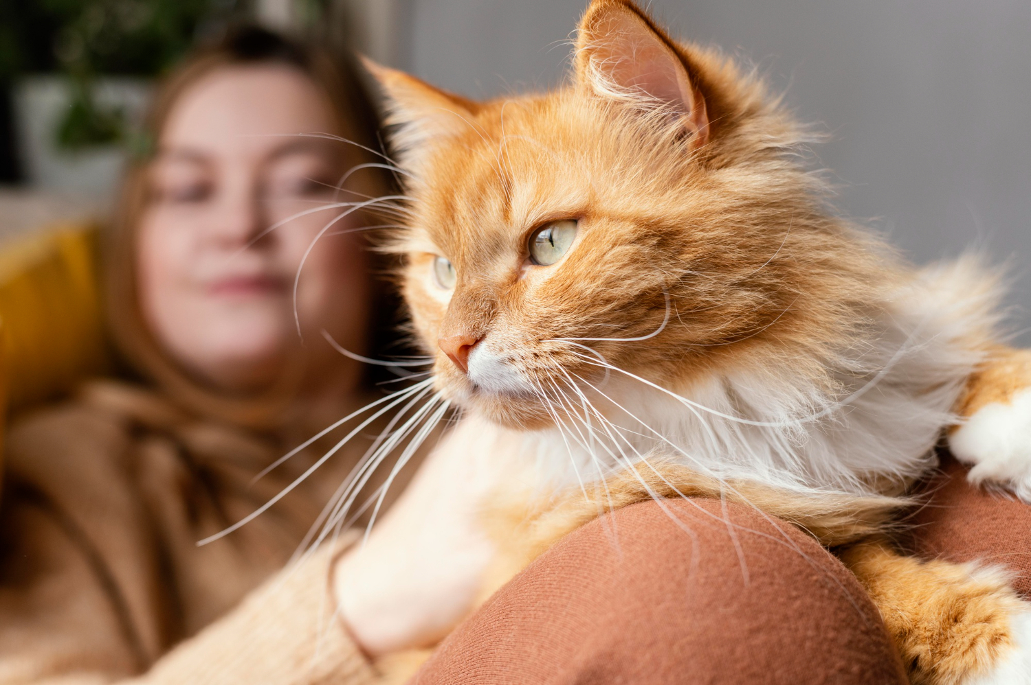 Are Orange Cats More Affectionate and Friendly