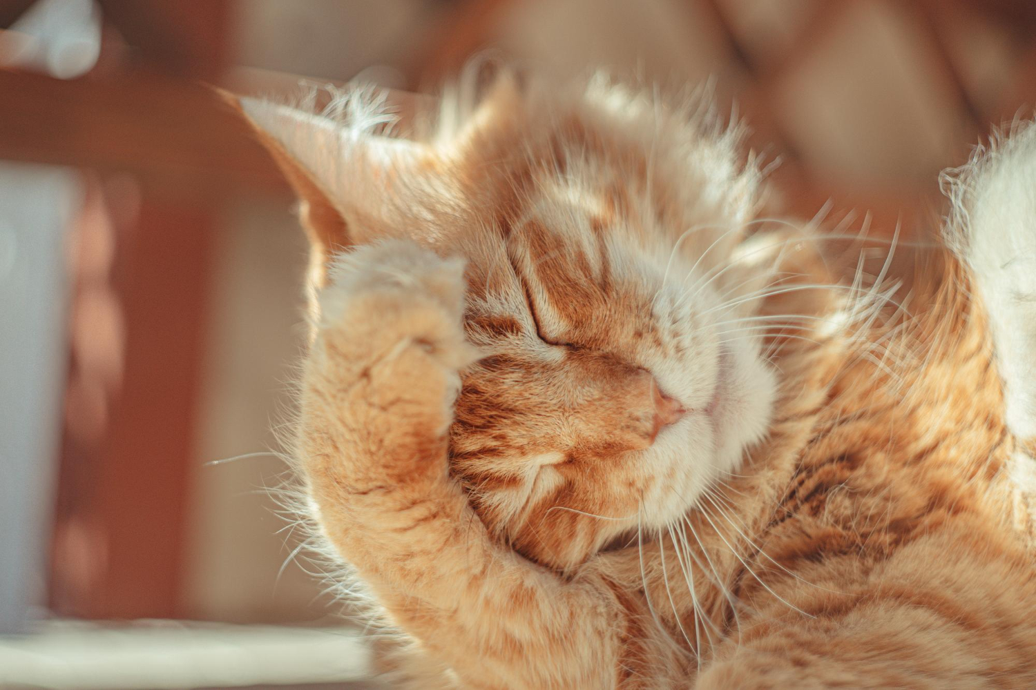 Is Your Cat's Face Rubbing Behavior Normal or Cause for Concern