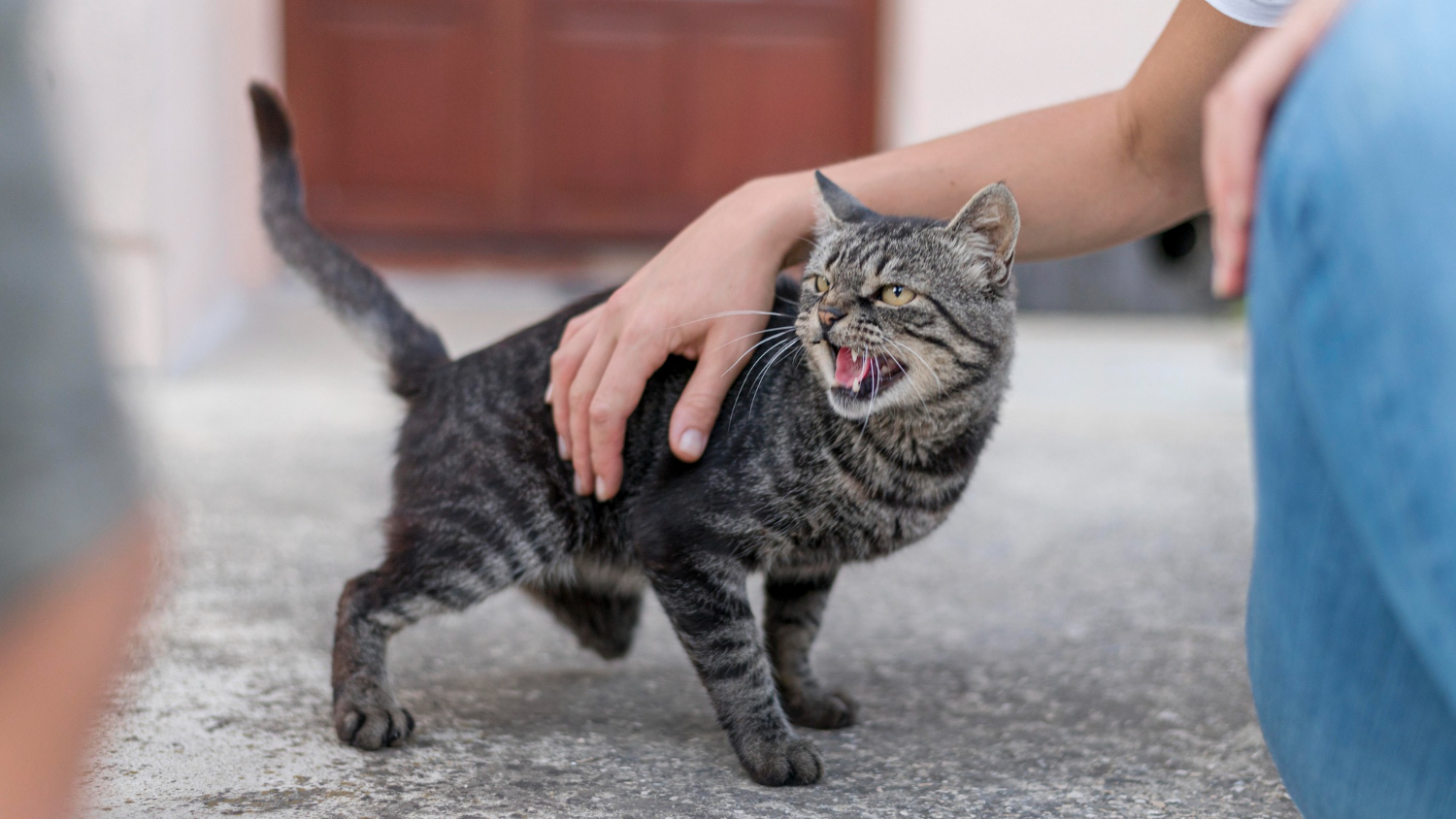 When Should You Be Concerned About Your Cats' Headbutting Behavior