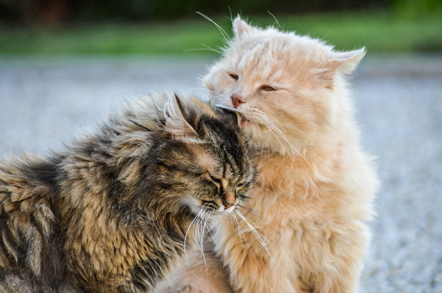 Can Headbutting Help Cats Reduce Stress