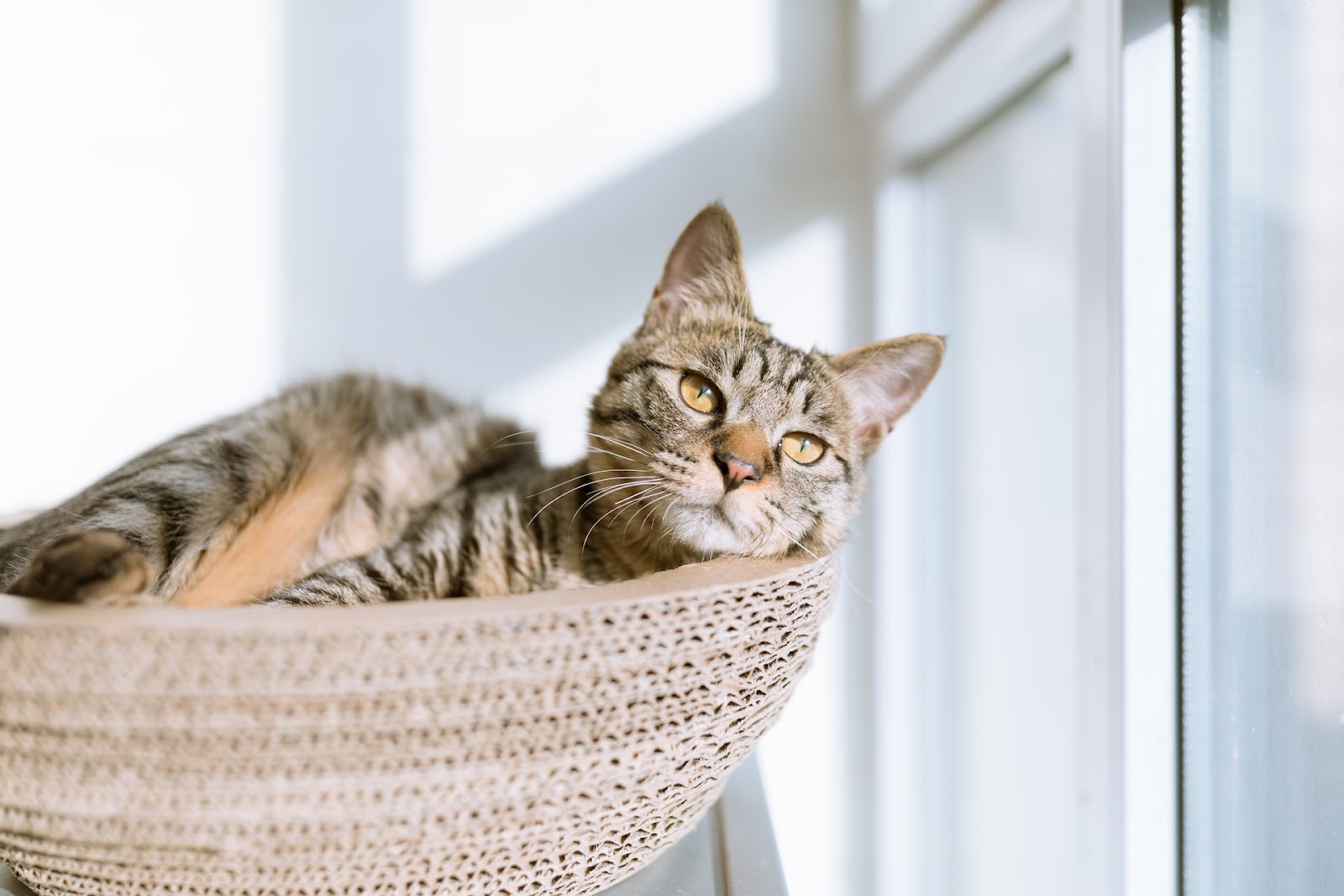 Is it normal for cats to make pigeon sounds