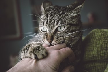 How Instinctual Behavior Relates to Finger Nibbling in Cats