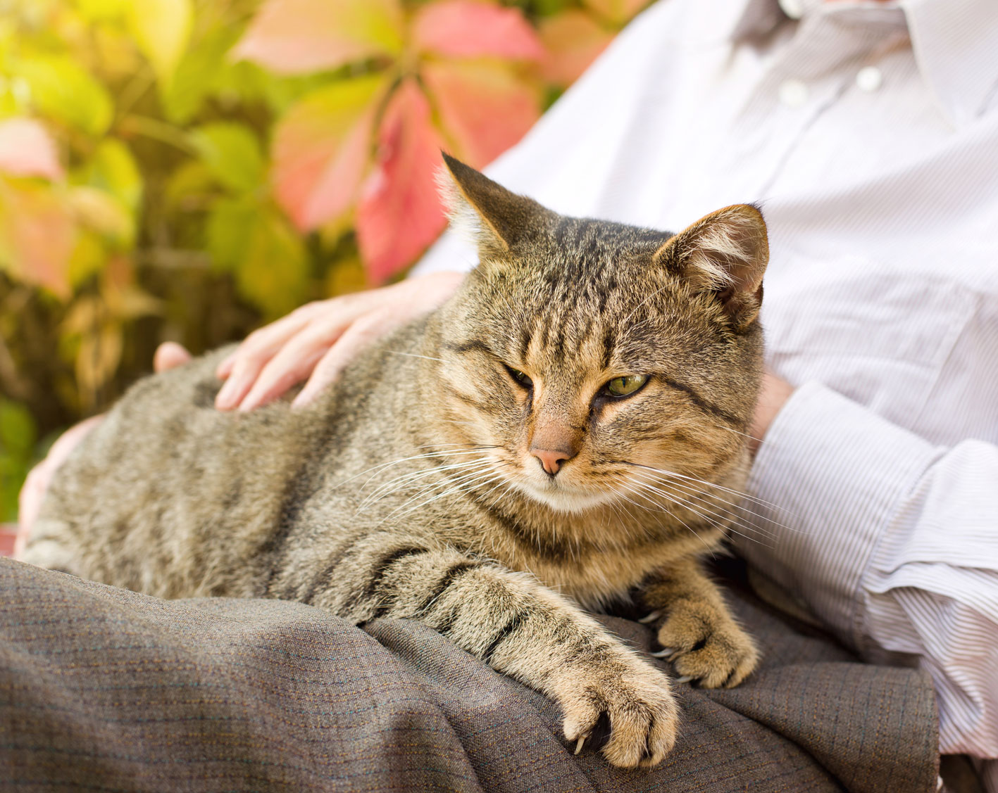 Fostering Affection in Aging Cats