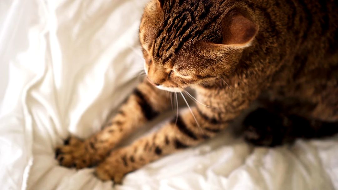 Could Nostalgia Explain Why Cats Continue to Knead Blankets