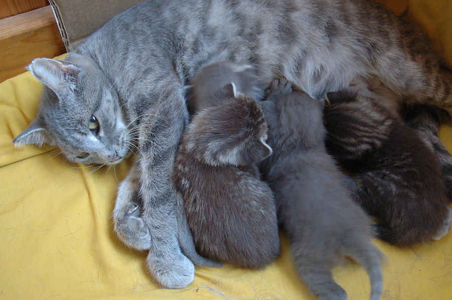 How Does Kneading Relate to Kittens' Nursing Instincts