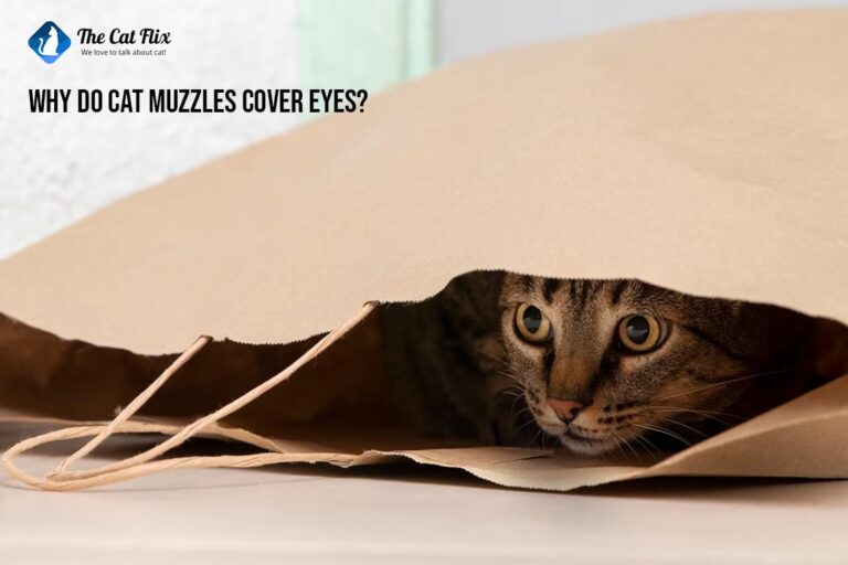 Why Do Cat Muzzles Cover Eyes
