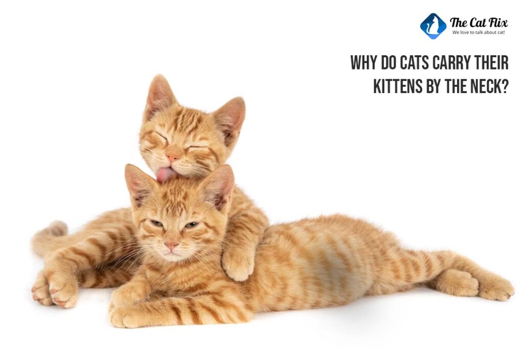 Why Do Cats Carry Their Kittens By The Neck