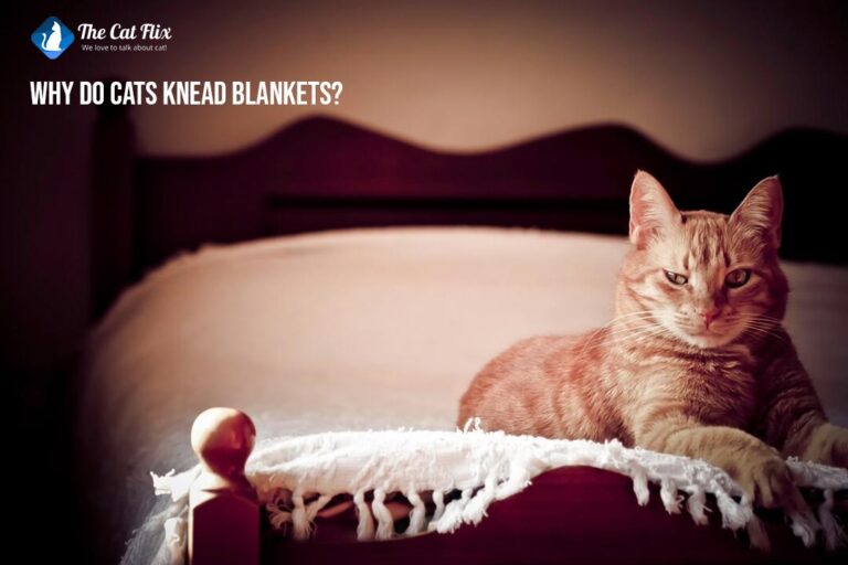Why Do Cats Knead Blankets