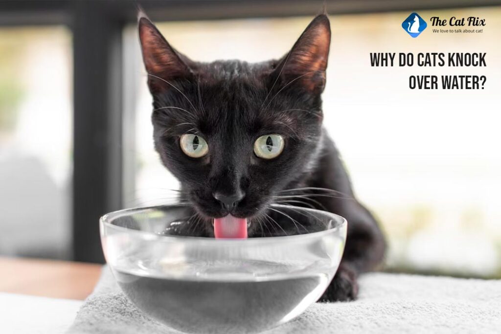 Why Do Cats Knock Over Water Exploring the Curious Behavior