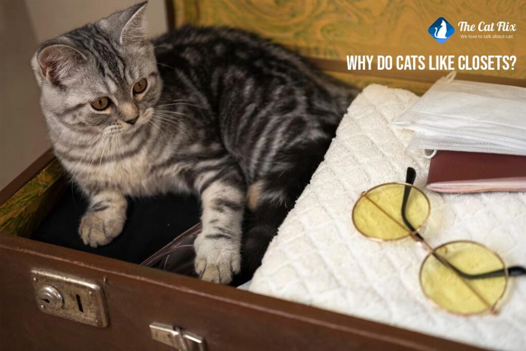 Why Do Cats Like Closets? Unveiling the Mystery of Feline Behavior