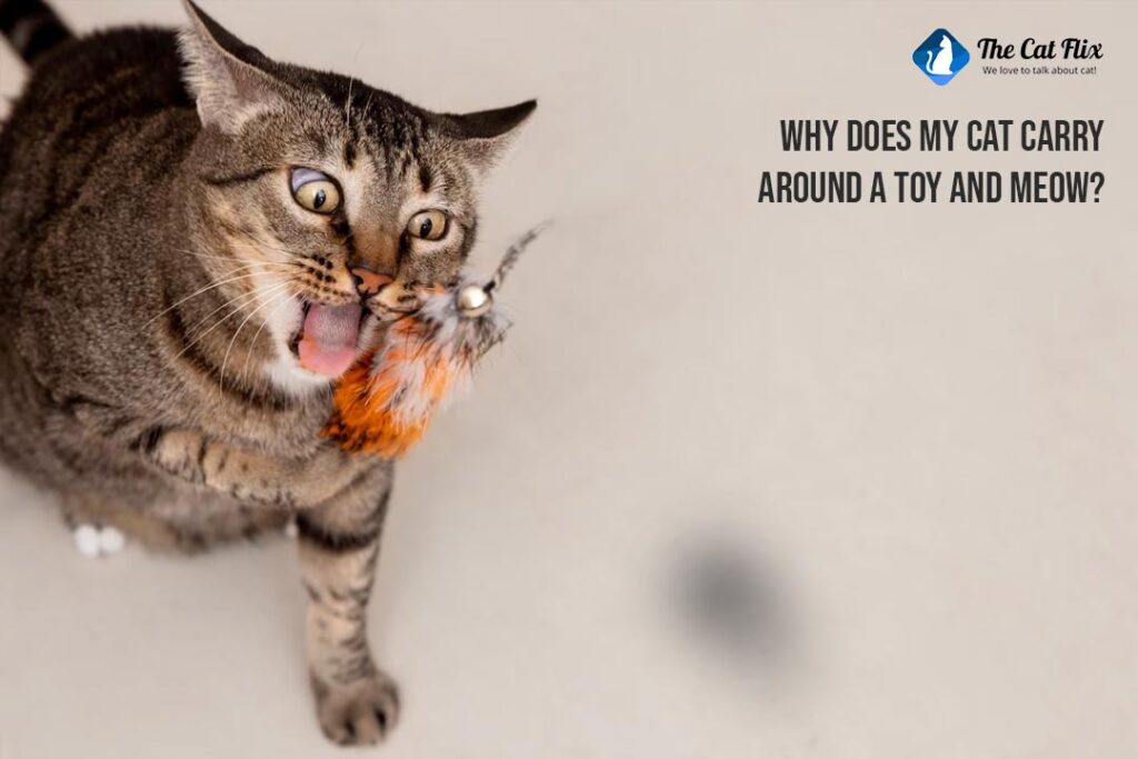 Why does my cat carry around a toy and meow? A Melodious Mystery