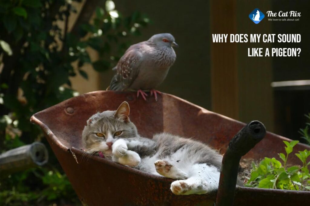 Why Does My Cat Sound Like A Pigeon why-does-my-cat-sound-like-a-pigeon