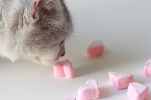 5 Reasons Why Do Cats Like Marshmallows