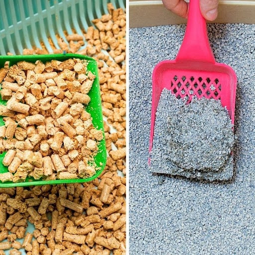 Clumping Vs Non clumping Litter Which one is Better