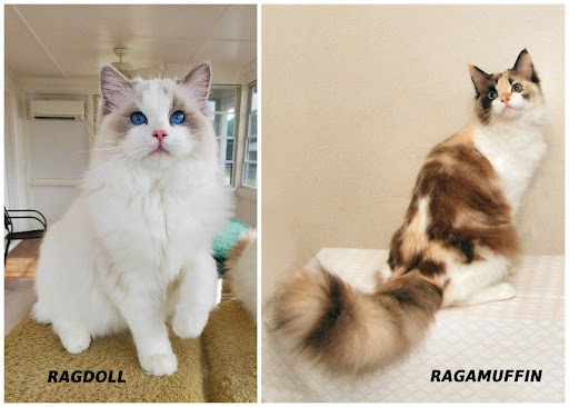 Comparison of Characteristics Between Ragamuffin and Ragdoll Cats