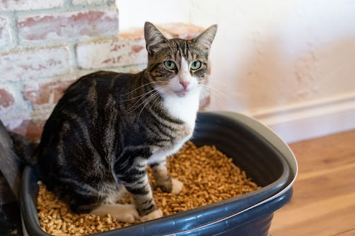 Cat Litter 101: Find the Right Fit for Your Cat’s Preferences
