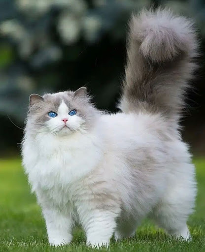 How Can You Distinguish Ragamuffin From Ragdoll Based on Their Appearance