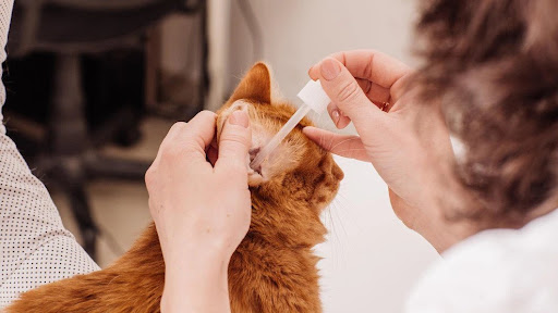 How Can You Treat Cat’s Ear Mites or Ear Wax At Home