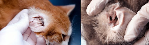 How To Know the Difference: Is it Ear Mites or Ear Wax