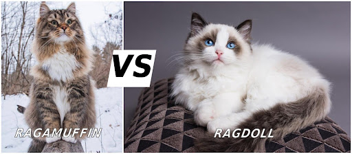 Ragamuffin Cat Vs Ragdoll Cat