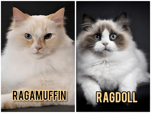 Ragamuffin vs ragdoll