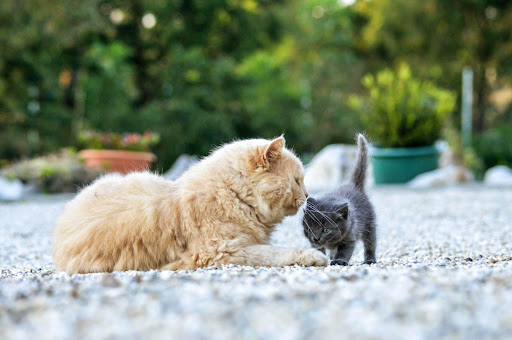 Why Are Mother Cats Attacking Her Older Kittens