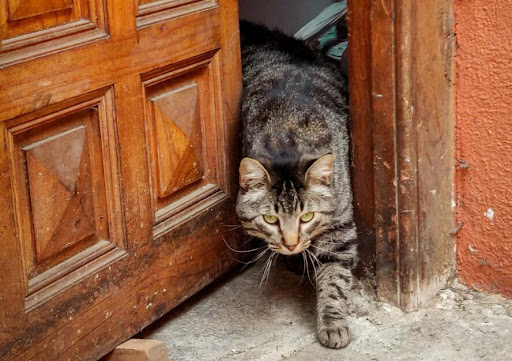 What Are The Risks And Concerns Of Letting Cats Go Outside