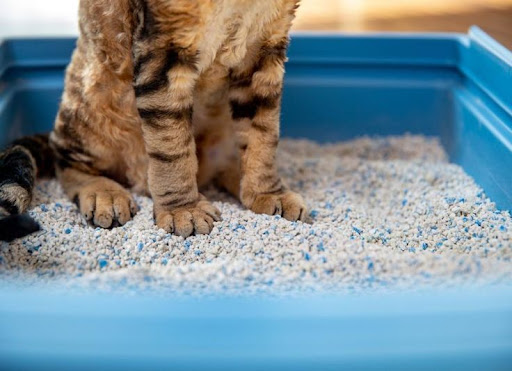 What Litter Box Do Vets Recommend