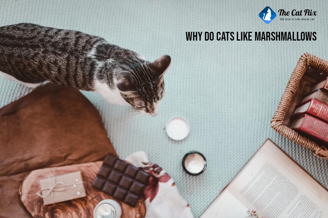 Why Do Cats Like Marshmallows