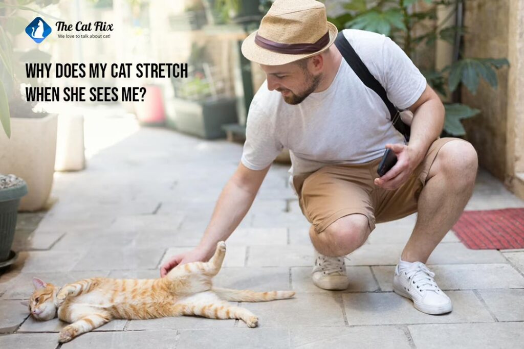 Why Does My Cat Stretch When She Sees Me