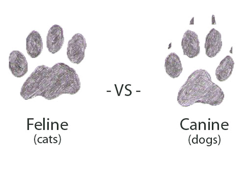 Cat Tracks Vs. Dog Tracks – How to Tell Tracks Apart in 6 Easy Steps
