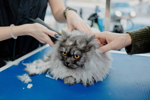 How Often Should a Cat Get a Haircut