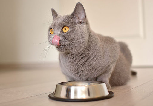 Is Fancy Feast Good For Diabetic Cats