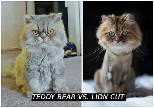 Teddy Bear Cut vs Lion Cut
