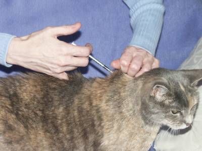 What Are The Treatments for Diabetic Cat