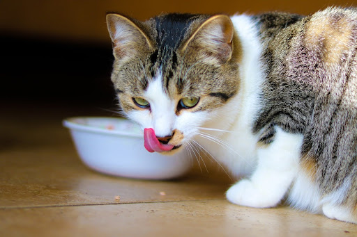 What Type Of Fancy Feast Is Good For Diabetic Cats