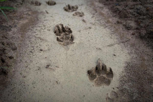 What is Animal Tracks