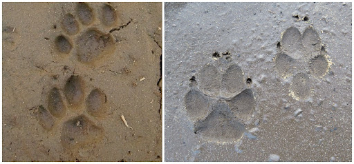 What is the Difference Between Dog Prints and Cat Prints