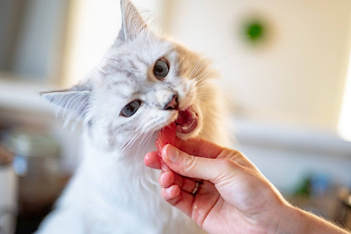 Why Is Fancy Feast Good For Cats With Diabetes
