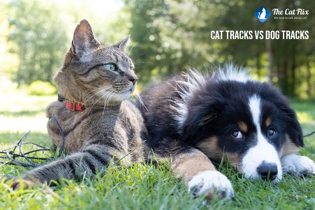 Cat Tracks Vs. Dog Tracks