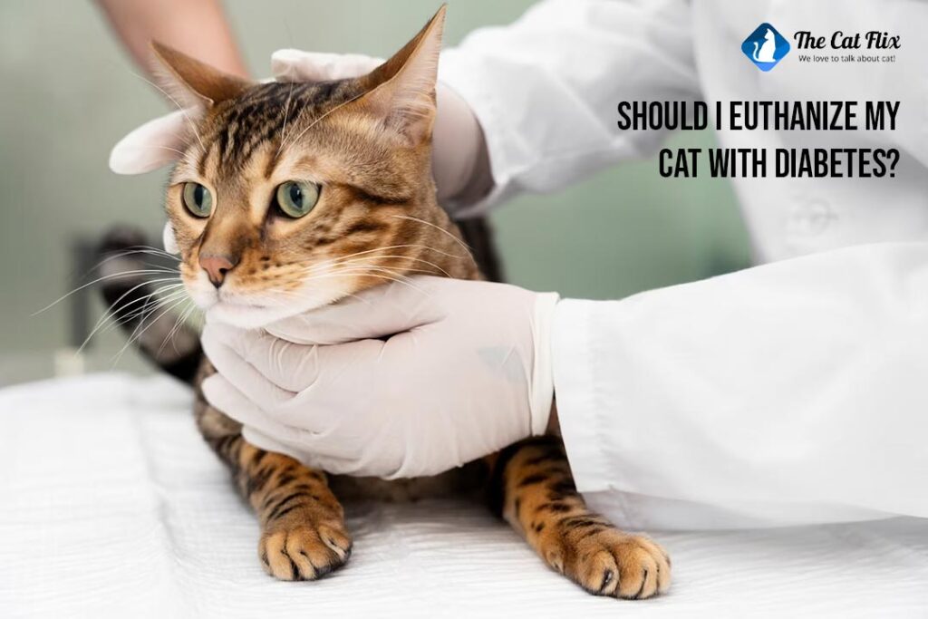 Should I Euthanize My Cat With Diabetes