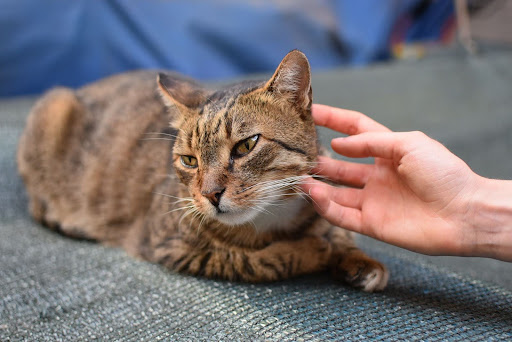 Are Health or Behavioral Issues Related To Cats Scratching Behavior