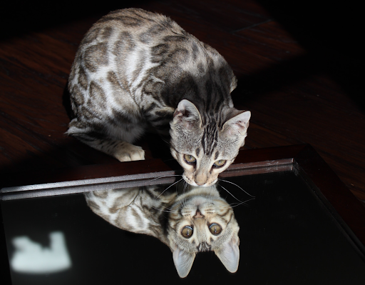 Do Cats Have an Obsession with Mirrors
