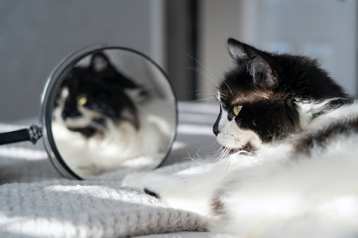 How To Stop a Cat From Scratching a Mirror