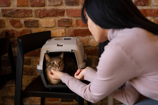 How Do You Introduce a New Litter Box to a Cat?