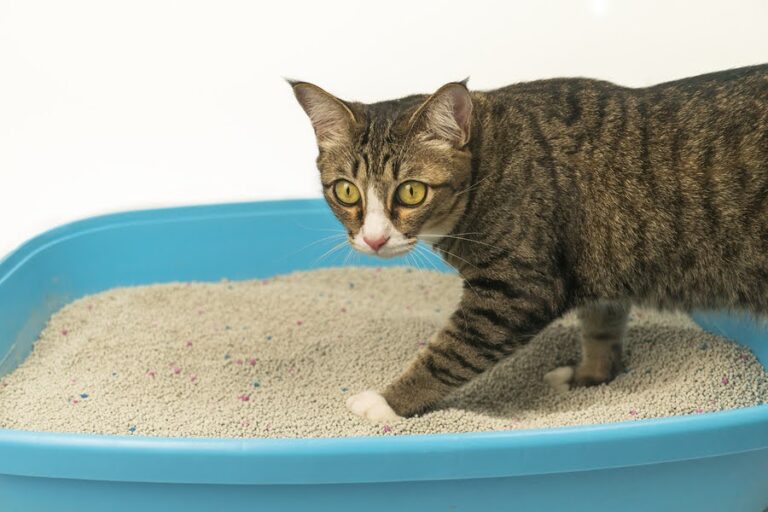 How To Transition Cat To New Litter Box